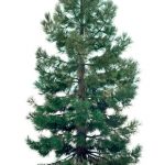 A pine tree isolated on a white background.